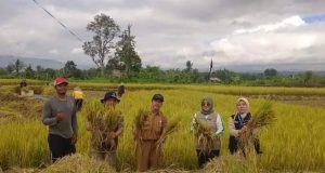 800 Hektar Sawah Baru di Rejang Lebong: Harapan Baru Petani, Ketahanan Pangan Makin Kuat